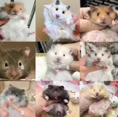 HAMSTER(ALIVE)